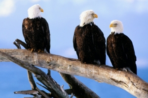 Wild and Free Bald Eagles3076811774 300x200 - Wild and Free Bald Eagles - Wild, Free, Eagles, Bald, Antarctica